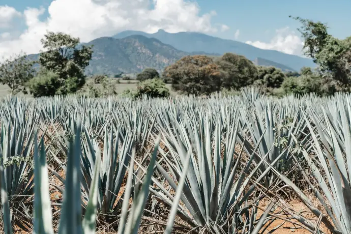 Agaves azules usados para producir Saneé digestivo